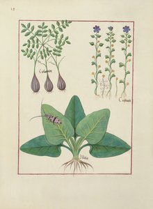 السيدة الاب. Fv VI  1 فل. رسم توضيحي من كتاب الأدوية البسيطة لماتياس بلاتيريوس (dc1161) ج 1470 بواسطة Robinet Testard