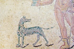 فرس النهر، أيضا، Phaedra، فصل، بسبب، Hippolytus، الكلب، البيت، بسبب، Dionysos، بافوس، قبرص، الفسيفساء بواسطة رواية