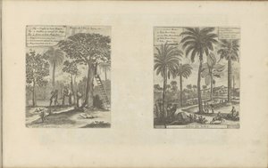 Landschap يضع mango bomen، kokos- en palmbomen ثمار جزيرة جافا ، إلخ / أشجار الهند (العنوان على الكائن) جزر الهند الشرقية والغربية وأماكن أخرى (عنوان السلسلة) بواسطة بيتر فان دير آأ (الأول)