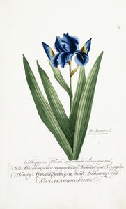 إيريس جرمانيكا ، 1797-1803 بواسطة المدرسة الروسية