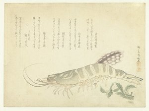 جراد البحر والحبار بواسطة Ryuryukyo Shinsai