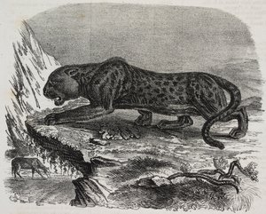 النمر الأسود في Jardin des Plantes ، حديقة باريس النباتية ، فرنسا ، طباعة حجرية بواسطة سالفاتور بوليا من بوليوراما بيتوريسكو ، رقم 26 ، 4 فبراير