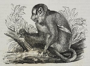 Night monkey douroucoulis (Aotus trivirgatus) ، الطباعة الحجرية لسلفاتوري بوليا من بوليوراما بيتوريسكو ، رقم 46 ، 25 يونيو بواسطة سلفاتور بوليا