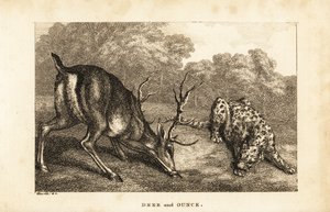 لقاء بين الأيل ، Cervus elaphus ، ونمر الثلج ، Panthera uncia