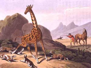 صيد Camelopard ، نقش بواسطة ماثيو دوبورج (من 1785 إلى 1820) ، نشره إدوارد أورم