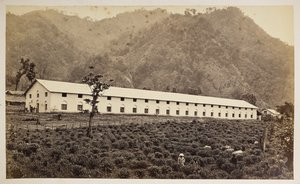 سليم تي استيت ، دارجيلنغ ، المصنع الجديد ، القسم السفلي ،  من "مناظر دارجيلنغ" ،  1860-80    (ب / ث الصورة) بواسطة صموئيل بورن
