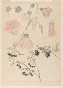 دراسات التفاصيل النباتية: Hollyhocks و Blueberries و Blackberries