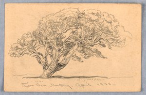 رسم، دراسات. أشجار، سانتا باربرا، كاليفورنيا، 1888 بواسطة صموئيل كولمان