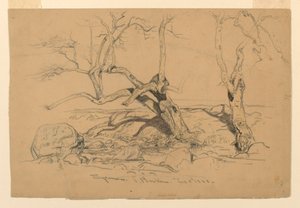 رسم، دراسات. الأشجار، سانتا باربرا، كاليفورنيا، 3 فبراير 1888 بواسطة صموئيل كولمان
