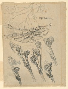 سفن بذور القيقب بواسطة Samuel Colman