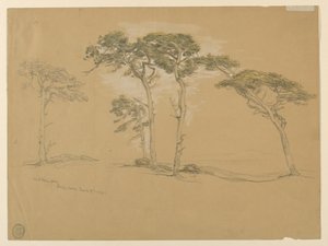 Windblown Pines ، باسيفيك جروف. فيرسو: طريق ساحل المحيط الهادئ المؤدي إلى بوينت سور.
