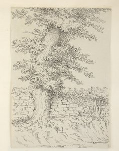 يضيف. MS 15546 Am Elm Tree في بيدمينستر