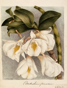وسيم Cymbidium ، 1839 (ألوان مائية) بواسطة صموئيل هولدن