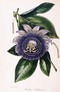 باسيفلورا ميدلتونيانا ، 1834-1849 بواسطة صموئيل هولدن