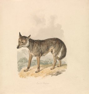 Canis Lupus ، أو Gray Wolf