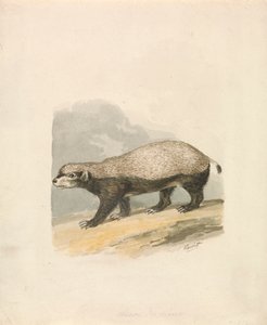 غرير العسل