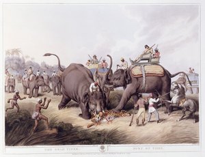 النمر الميت موت النمر 1807