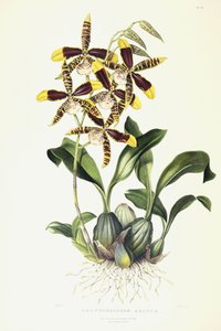 الزهرة السنية العظيمة ، 1837-1843 بواسطة ملكة جمال دريك