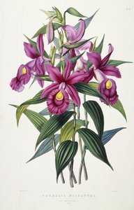 سوبراليا ماكرانثا ، 1837-43
