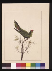 صفحة 18. باركيه صغير. يُعرف الآن باسم Little Lorikeet ، حوالي 1789-90 (ألوان مائية) بواسطة سارة ستون