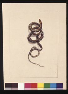 صفحة 20. ثعبان رقم 1. يُعرف الآن باسم ثعبان بني ، حوالي 1789-90 (ألوان مائية)