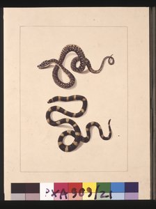 صفحة 21. الثعابين رقم 1 ورقم 2. يُعرف الآن باسم ثعبان الماس الصغير وباندي باندي ، حوالي 1789-90 (ألوان مائية)