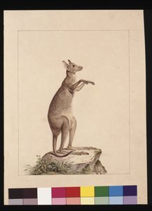 صفحة 22. الكنغر. يُعرف الآن باسم الكنغر. ربما بواسطة تشارلز كاتون جونر ، 1789-90 (ألوان مائية)