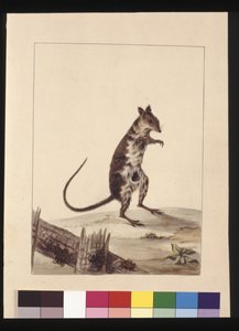 صفحة 27. Poto Roo أو Kangaroo Rat. يُعرف الآن باسم فأر روفوس ، كنغر ، حوالي 1789-90 (ألوان مائية)