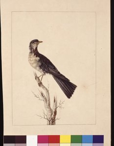 صفحة 29. بورت جاكسون ثراش. المعروف الآن باسم القلاع السمان الرمادي المرقط ؟، حوالي 1789-90 (ألوان مائية)