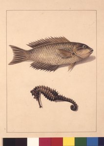 صفحة 2. الشبشبان لابروس والحصين. يُعرف الآن باسم Wrasse أو Parrot والأسماك وحصان البحر ، حوالي 1789-90 (ألوان مائية)