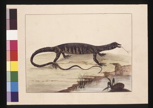 صفحة 6. سحلية متنوعة. تُعرف الآن باسم Goanna ، حوالي 1789-90 (ألوان مائية)