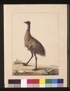 صفحة 7. نيو هولاند كاسواري. يُعرف الآن باسم Emu ، 1789-90 (ألوان مائية)