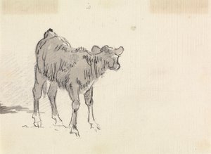 دراسة عجل