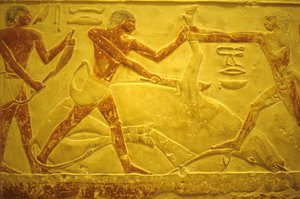 مصر القديمة، نحت/رسم على الحائط، المصطبة/مقبرة إيدوت، سقارة، 2323-2150 ق.م.، ثور مذبوح للأضحية (صورة) بواسطة المدرسة المصرية