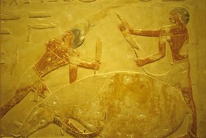 مصر القديمة، نحت/رسم على الحائط، المصطبة/مقبرة إيدوت، سقارة، 2323-2150 ق.م.، ثور مذبوح للأضحية (صورة) بواسطة المدرسة المصرية