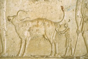 مصر القديمة، نحت/رسم على الحائط، مقبرة بيتوزيريس، تونة جبل، تونة الجبل، 300 قبل الميلاد، مساعدة بقرة على الولادة (صورة) بواسطة المدرسة المصرية
