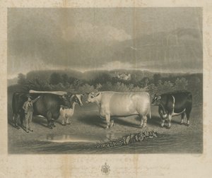 تشيلنجتون - "ثيران تشيلنجتون": نقش الميزوتنت ، بدون تاريخ [1838] (طباعة) بواسطة مدرسة اللغة الإنجليزية
