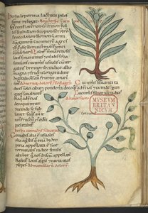 Harley 4986 ، f.39 Cucumber ؛ القنب من كتاب الأدوية العشبية. (عشبي) (حبر ولون على قماش) بواسطة المدرسة الألمانية