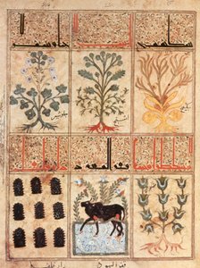 رسم إيضاحي من كتاب الترياق "كتاب الدرياق" بقلم Pseudo-Gallen (ورق الرق)