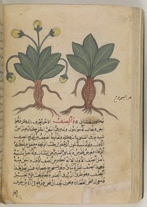 أو 3366 f.144v الماندريك للذكور والإناث ، من "كتاب ديسكوريديس" بيدانيوس ديوسكوريدس عام 735