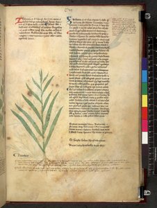 Egerton 747 Tractatus de herbis (عشبي) حوالي 1280-1310 (حبر ولون على ورق) بواسطة المدرسة الايطالية