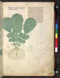 Egerton 747 Tractatus de herbis (عشبي) حوالي 1280-1310 (حبر ولون على ورق) بواسطة المدرسة الايطالية