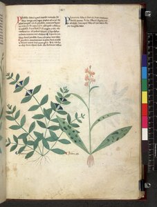 Egerton 747 Tractatus de herbis (عشبي) حوالي 1280-1310 (حبر ولون على ورق) بواسطة المدرسة الايطالية