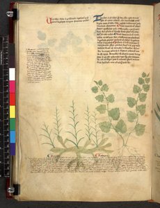 Egerton 747 Tractatus de herbis (عشبي) حوالي 1280-1310 (حبر ولون على ورق) بواسطة المدرسة الايطالية