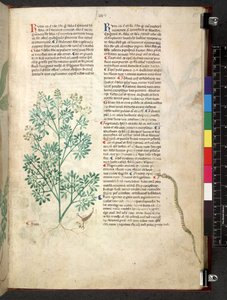 Egerton 747 Tractatus de herbis (عشبي) حوالي 1280-1310 (حبر ولون على ورق) بواسطة المدرسة الايطالية