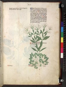 Egerton 747 Tractatus de herbis (عشبي) حوالي 1280-1310 (حبر ولون على ورق) بواسطة المدرسة الايطالية