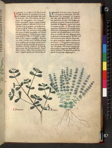 Egerton 747 Tractatus de herbis (عشبي) حوالي 1280-1310 (حبر ولون على ورق) بواسطة المدرسة الايطالية