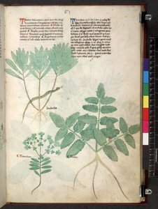 Egerton 747 Tractatus de herbis (عشبي) حوالي 1280-1310 (حبر ولون على ورق) بواسطة المدرسة الايطالية