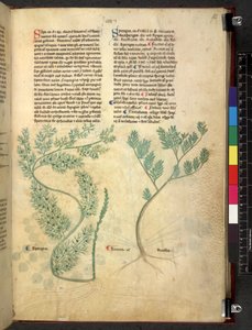 Egerton 747 Tractatus de herbis (عشبي) حوالي 1280-1310 (حبر ولون على ورق) بواسطة المدرسة الايطالية