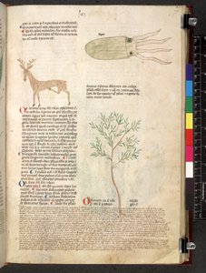 Egerton 747 Tractatus de herbis (عشبي) حوالي 1280-1310 (حبر ولون على ورق) بواسطة المدرسة الايطالية